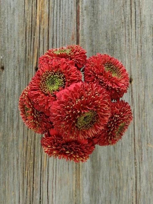 Wholesale Terra Narvo Red Gerondo Gerbera Daisy Delivered Online